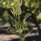 Bergamot Sour Orange Hybrid Budwood citrus plant material online shopping