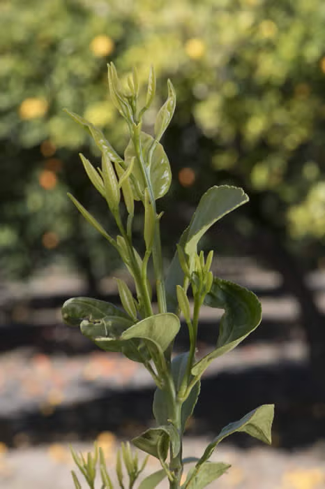 Bergamot Sour Orange Hybrid Budwood citrus plant material online shopping