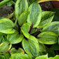 Avocado Toast Hosta Plants online shopping