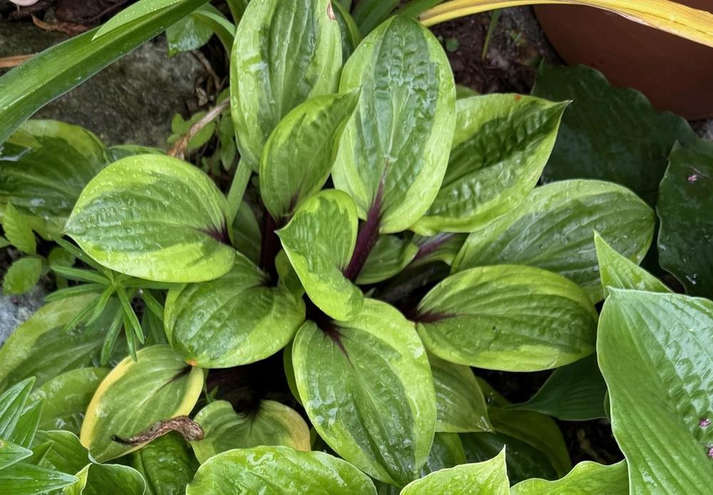 Avocado Toast Hosta Plants online shopping
