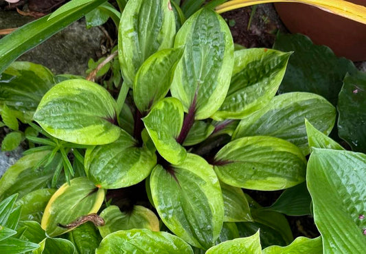 Avocado Toast Hosta Plants online shopping