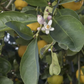 Millsweet Acidless Limetta Plant citrus plant material online shopping