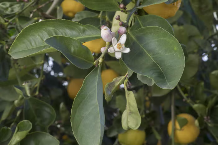 Millsweet Acidless Limetta Plant citrus plant material online shopping
