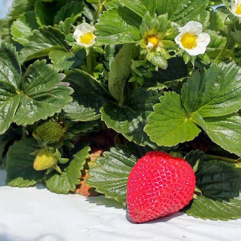 San Andreas Day Neutral Strawberry