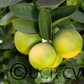 Bearss Lime Budwood citrus plant material online shopping