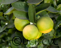 Bearss Lime Budwood citrus plant material online shopping