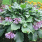 One Man’s Treasure Hosta Plants online shopping
