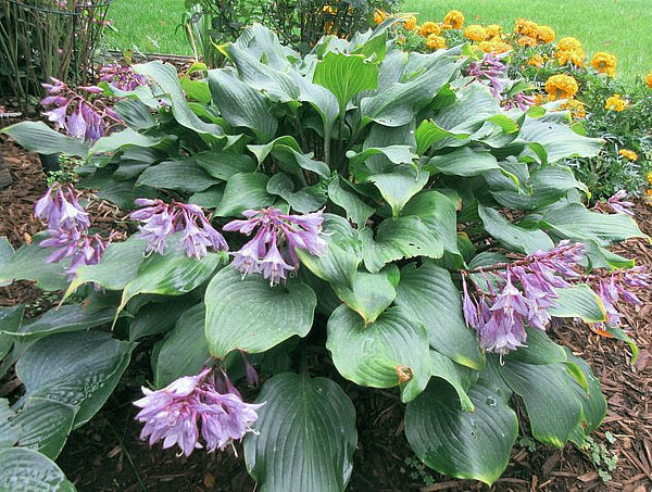 One Man’s Treasure Hosta Plants online shopping