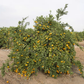 China S-7 Satsuma Mandarin Budwood citrus plant material online shopping