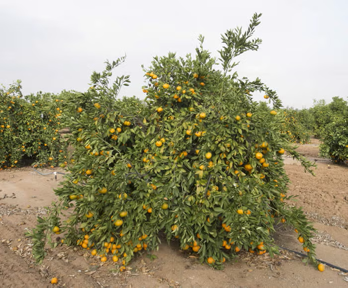 China S-7 Satsuma Mandarin Budwood citrus plant material online shopping