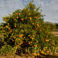 Rubidoux Mandarin Budwood citrus plant material online shopping