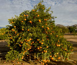 Rubidoux Mandarin Budwood citrus plant material online shopping