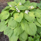 Miki Hosta Plants online shopping
