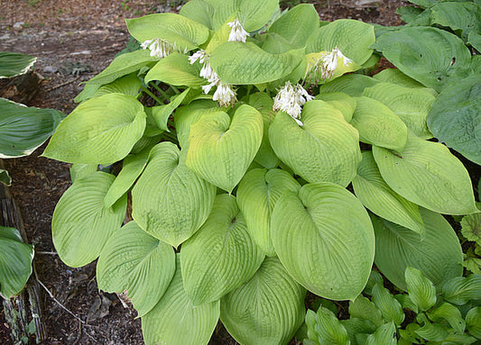 Miki Hosta Plants online shopping