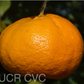 Richard's Special Mandarin Budwood citrus plant material online shopping