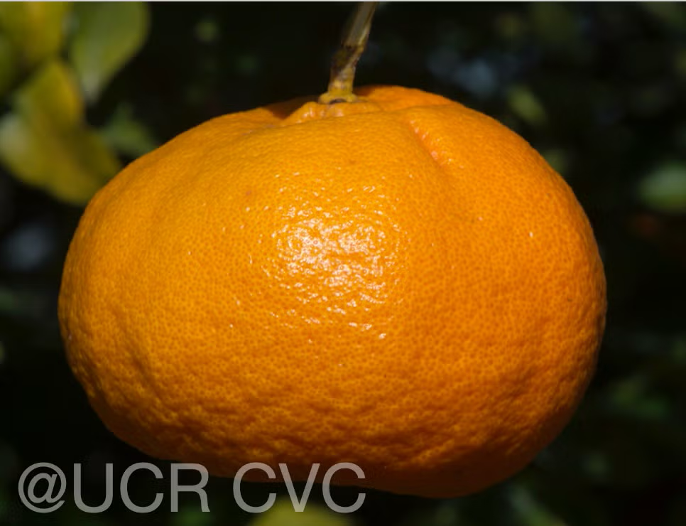 Richard's Special Mandarin Budwood citrus plant material online shopping