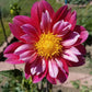 Pipsqueak Dahlia