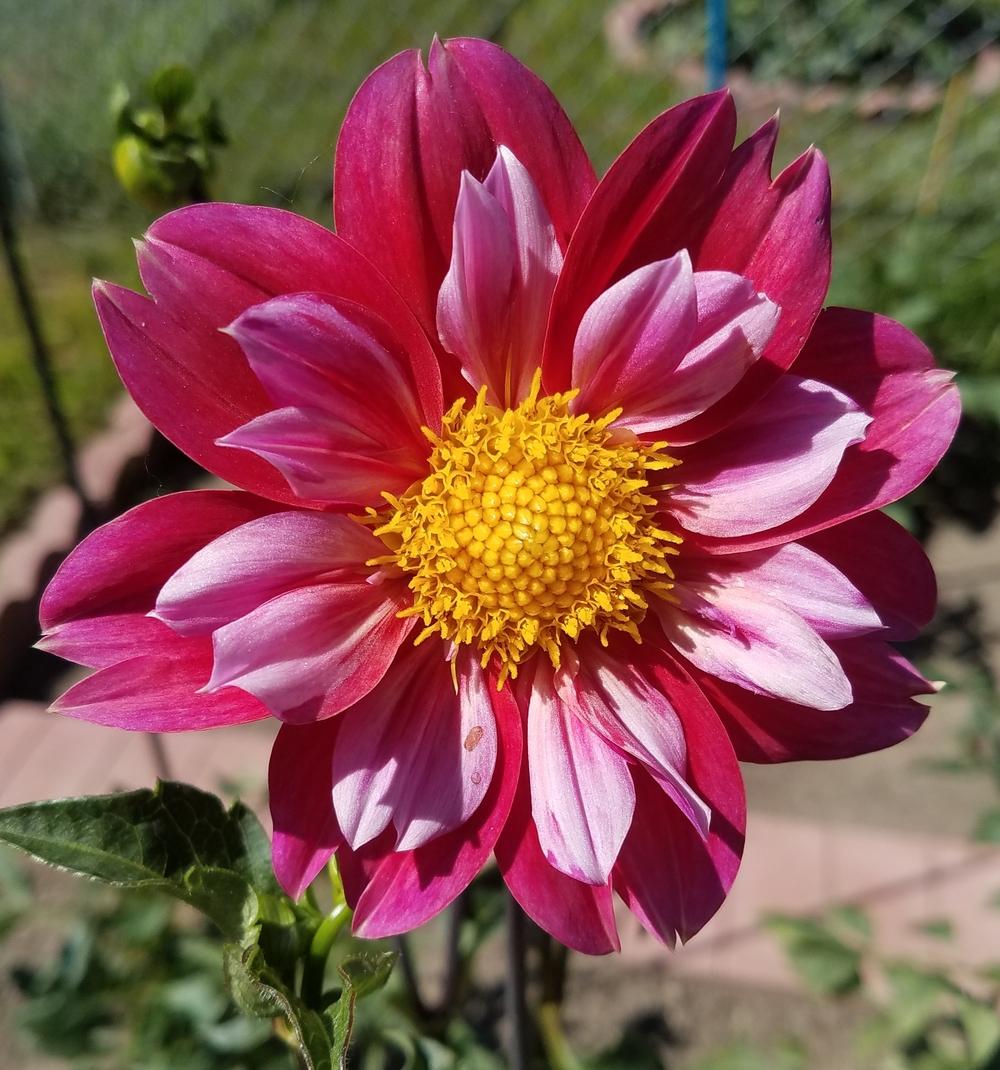 Pipsqueak Dahlia