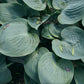 Prairie Sky Hosta Plants online shopping