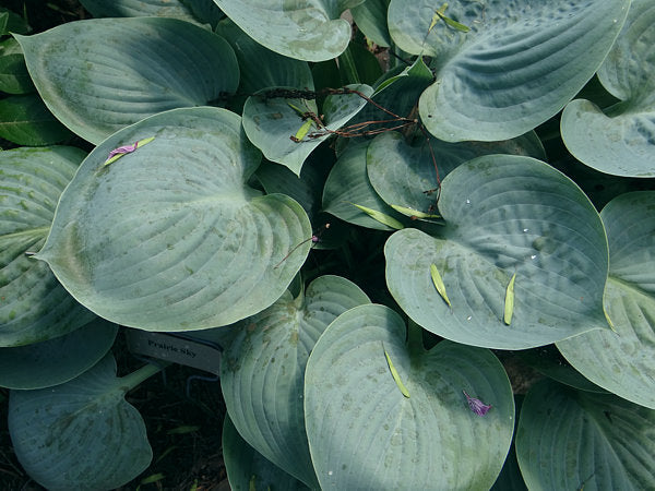 Prairie Sky Hosta Plants online shopping