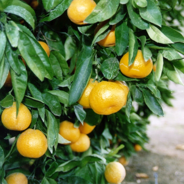 Frost Owari Satsuma Mandarin Budwood citrus plant material online shopping