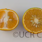 Novelty x Ellendale Mandarin Hybrid Budwood citrus plant material online shopping