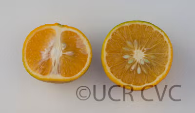 Novelty x Ellendale Mandarin Hybrid Budwood citrus plant material online shopping