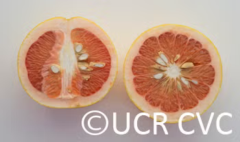 Ray Ruby Grapefruit Budwood