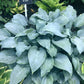 Mr Blue Hosta Plants online shopping