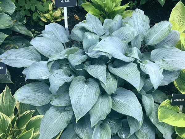 Mr Blue Hosta Plants online shopping