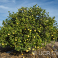 Citrus Excelsa Papeda Budwood citrus plant material online shopping