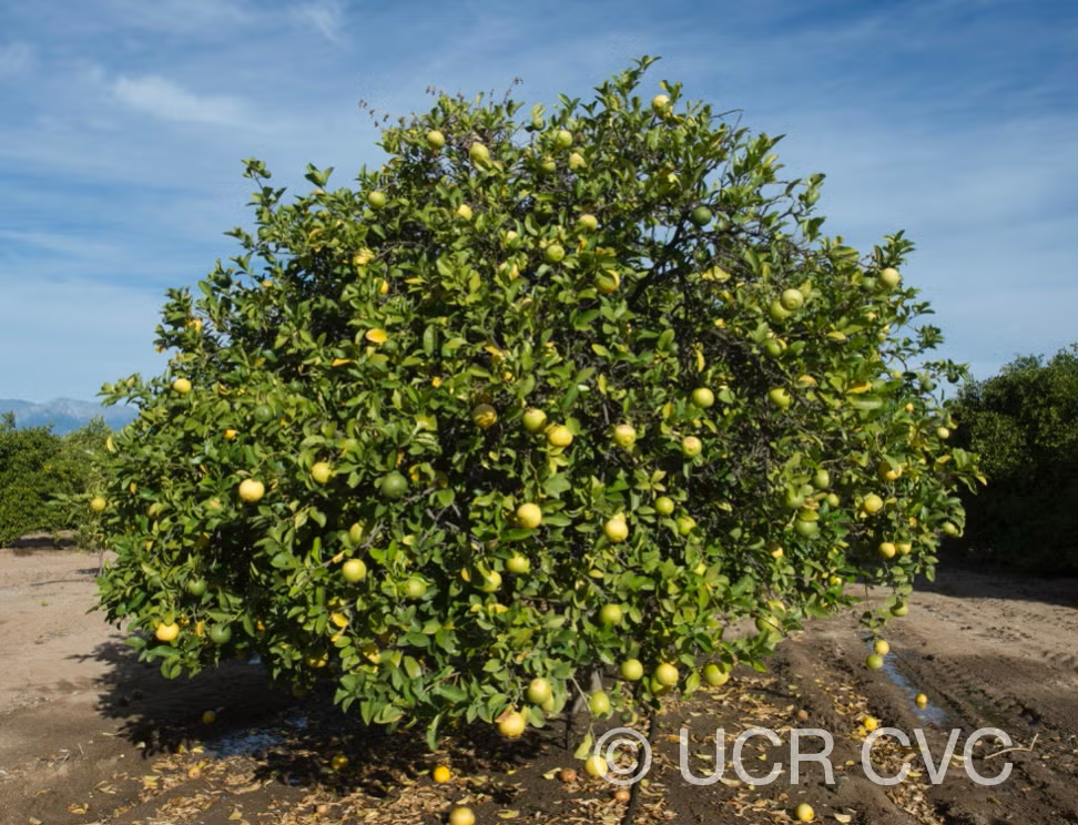 Citrus Excelsa Papeda Budwood citrus plant material online shopping