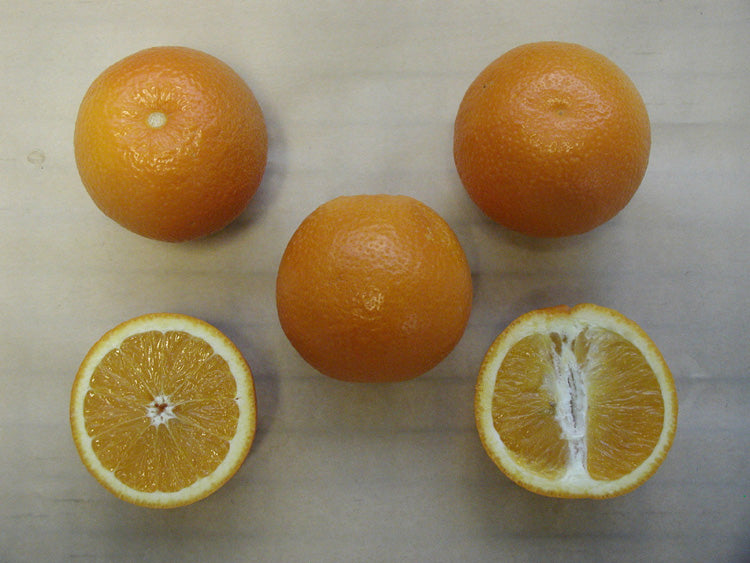 Trovita Sweet Orange Budwood citrus plant material online shopping