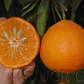 Carte Noir Clementine Budwood citrus plant material online shopping