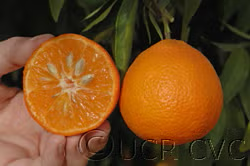 Carte Noir Clementine Budwood citrus plant material online shopping