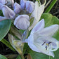 Parisian Silk Hosta Plants online shopping
