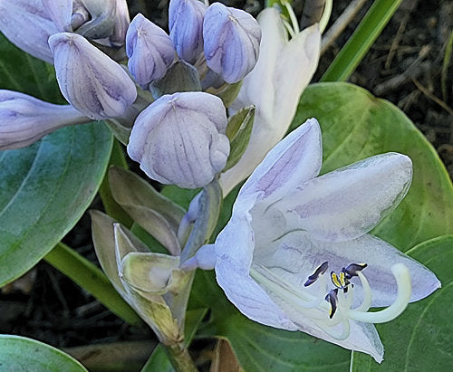 Parisian Silk Hosta Plants online shopping