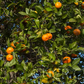 Cleopatra Mandarin Budwood citrus plant material online shopping