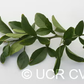 African Shaddock x Rubidoux Trifoliate Trifoliate Hybrid Budwood citrus plant material online shopping