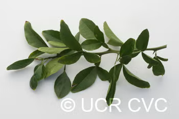 African Shaddock x Rubidoux Trifoliate Trifoliate Hybrid Budwood citrus plant material online shopping