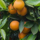 Cadenera Sweet Orange Budwood citrus plant material online shopping