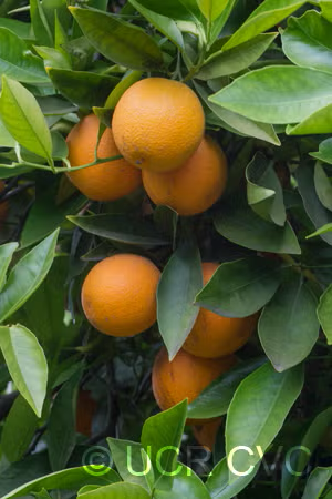 Cadenera Sweet Orange Budwood citrus plant material online shopping