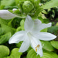 Fried Bananas Hosta Plants online shopping