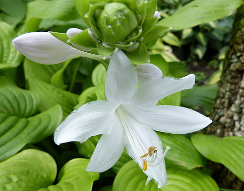 Fried Bananas Hosta Plants online shopping
