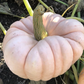 Porcelain Princess F1 Pumpkin Seeds online shopping