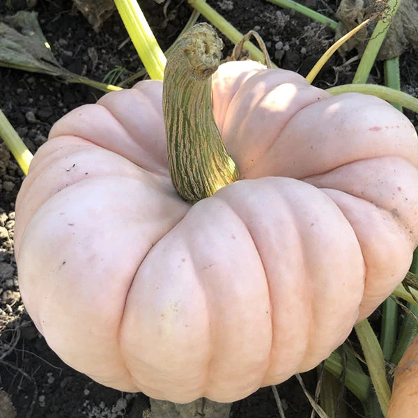 Porcelain Princess F1 Pumpkin Seeds online shopping