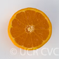 Pixie Mandarin Budwood citrus plant material online shopping