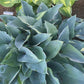 Jetstream Hosta Plants online shopping