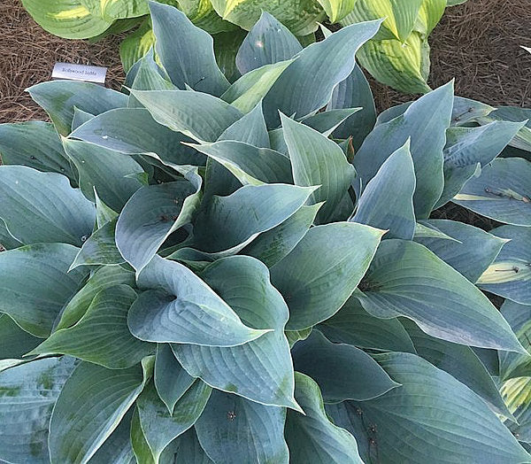 Jetstream Hosta Plants online shopping