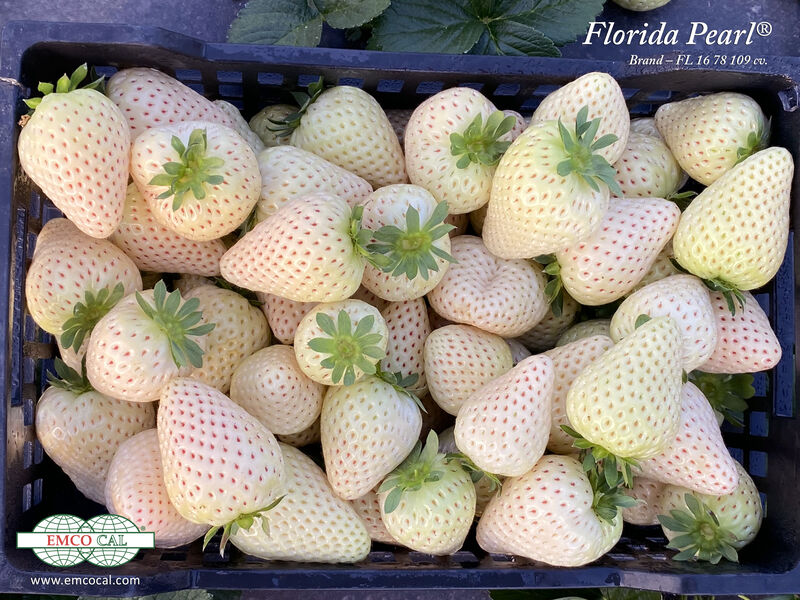 Florida Pearl® June Bearing Strawberry